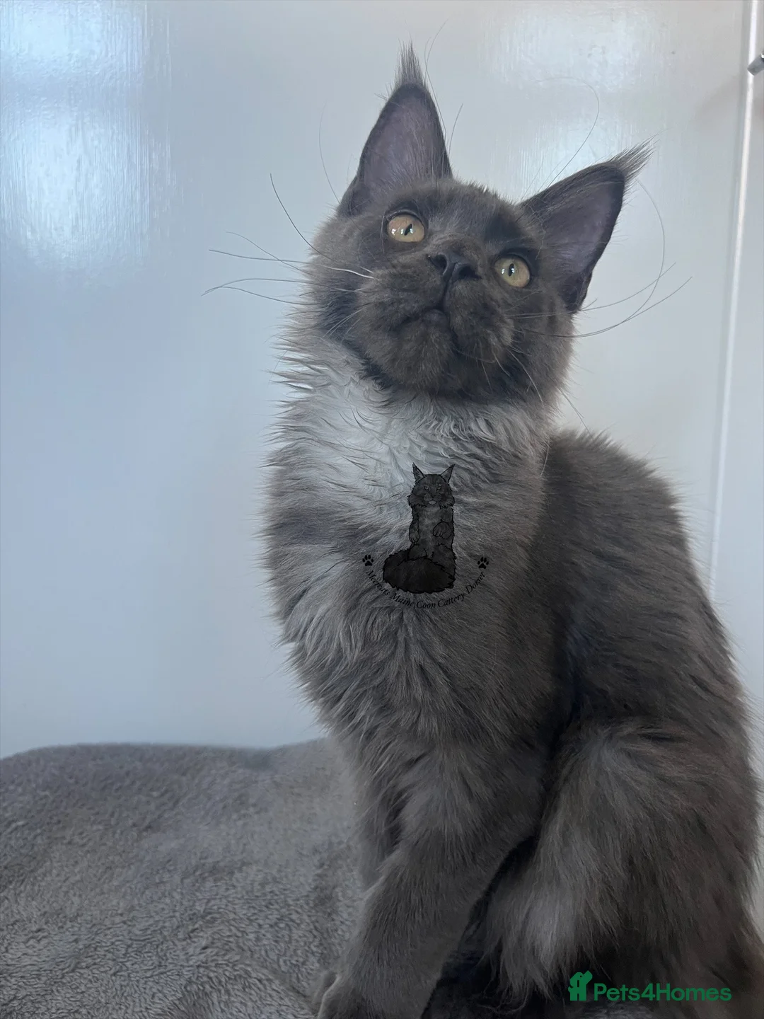 Maine Coon cats for sale: Female girl Maine coon kitten ready  blue smoke - Advert 1