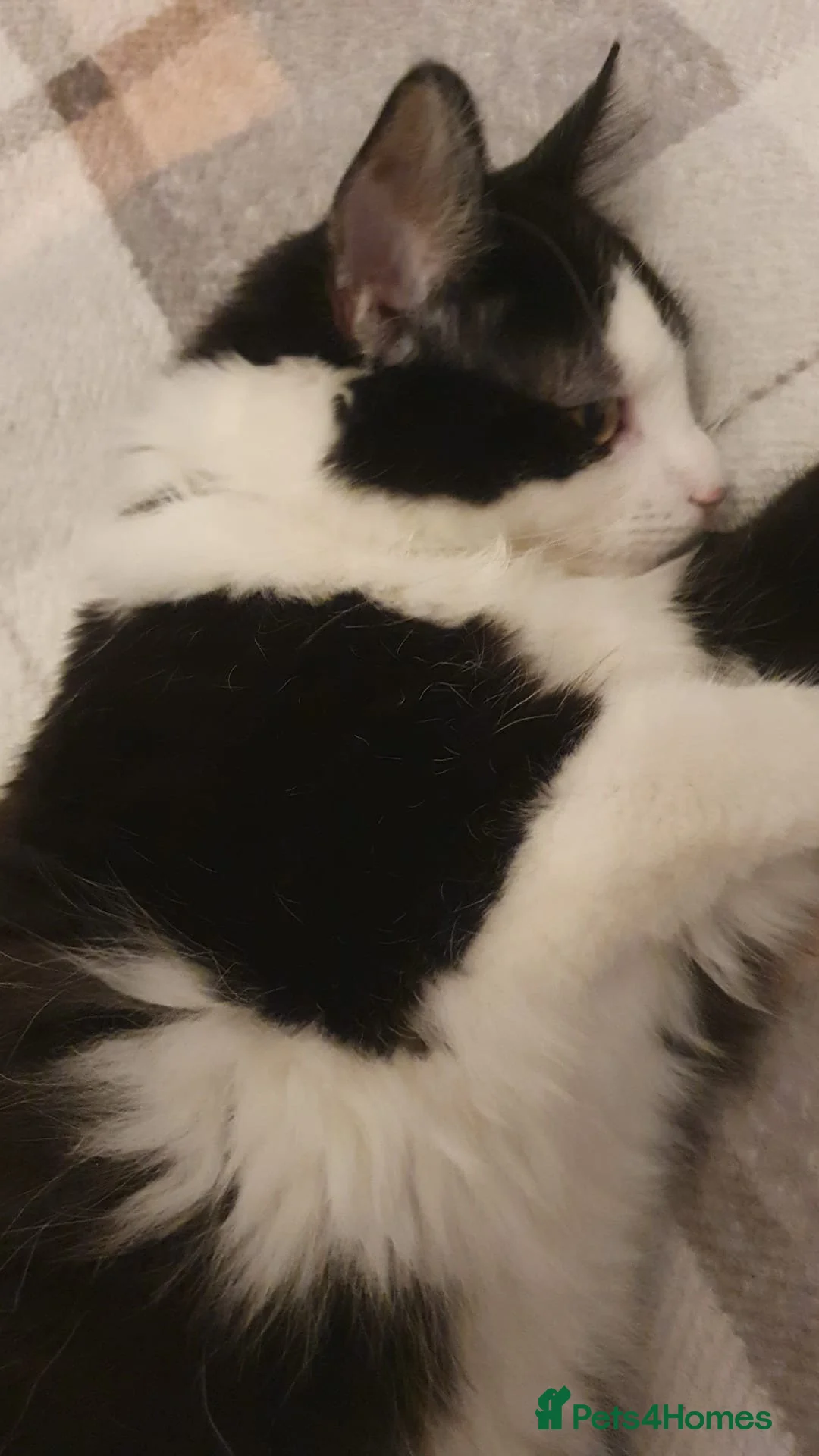 Domestic Shorthair cats for sale: Beautiful and friendly kitty!  - Advert 2