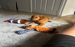 Golden Retriever dogs for sale: Golden Retriever Puppy - Female - Image 7