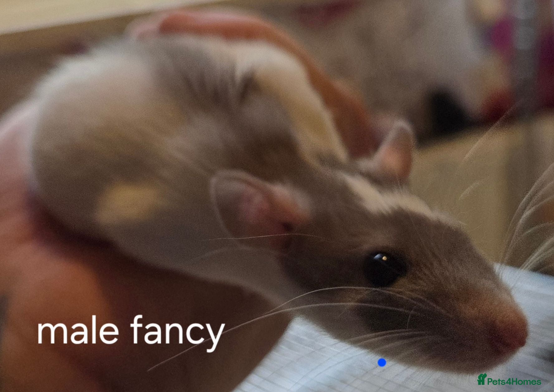 Rat rodents Dumbos and fancy rats ready now.  - Advert 2