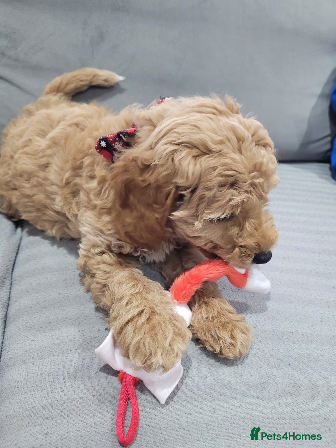 Cockapoo dogs for sale: Sold ! Sweet boy cockapoo - Advert 14