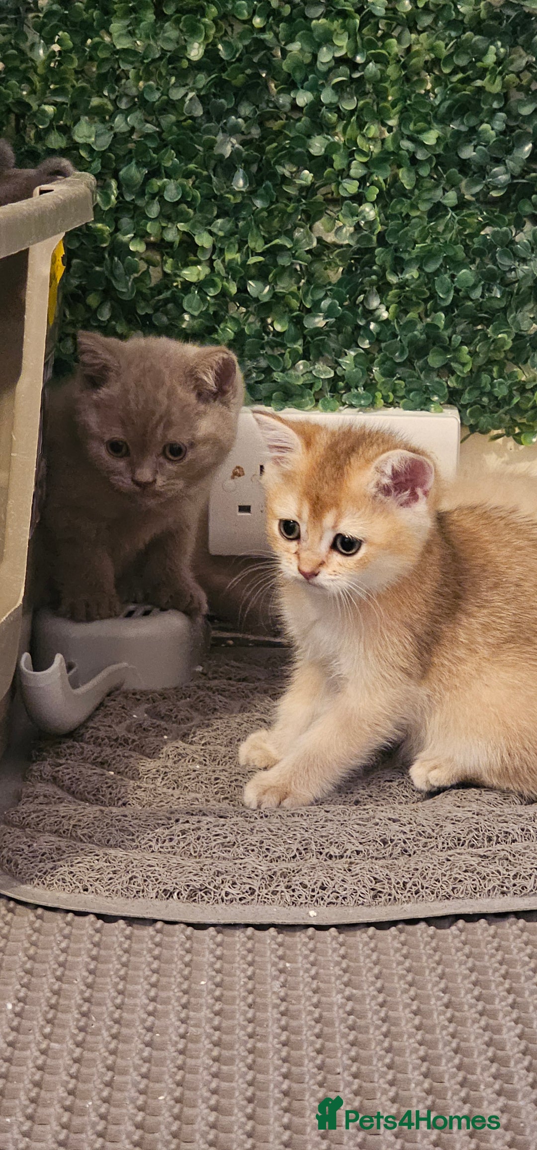 British Shorthair cats for sale: BSH BLUE AND BSH GOLD KITTENS Ready now! - Image 34