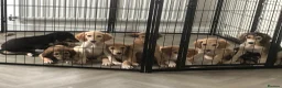 Saluki dogs for sale: Beautiful Saluki puppies Now Available - Advert 9