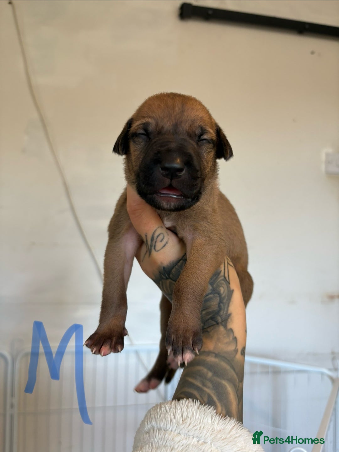 Mixed Breed dogs for sale: Deerhound greyhound lurcher pups  - Image 2