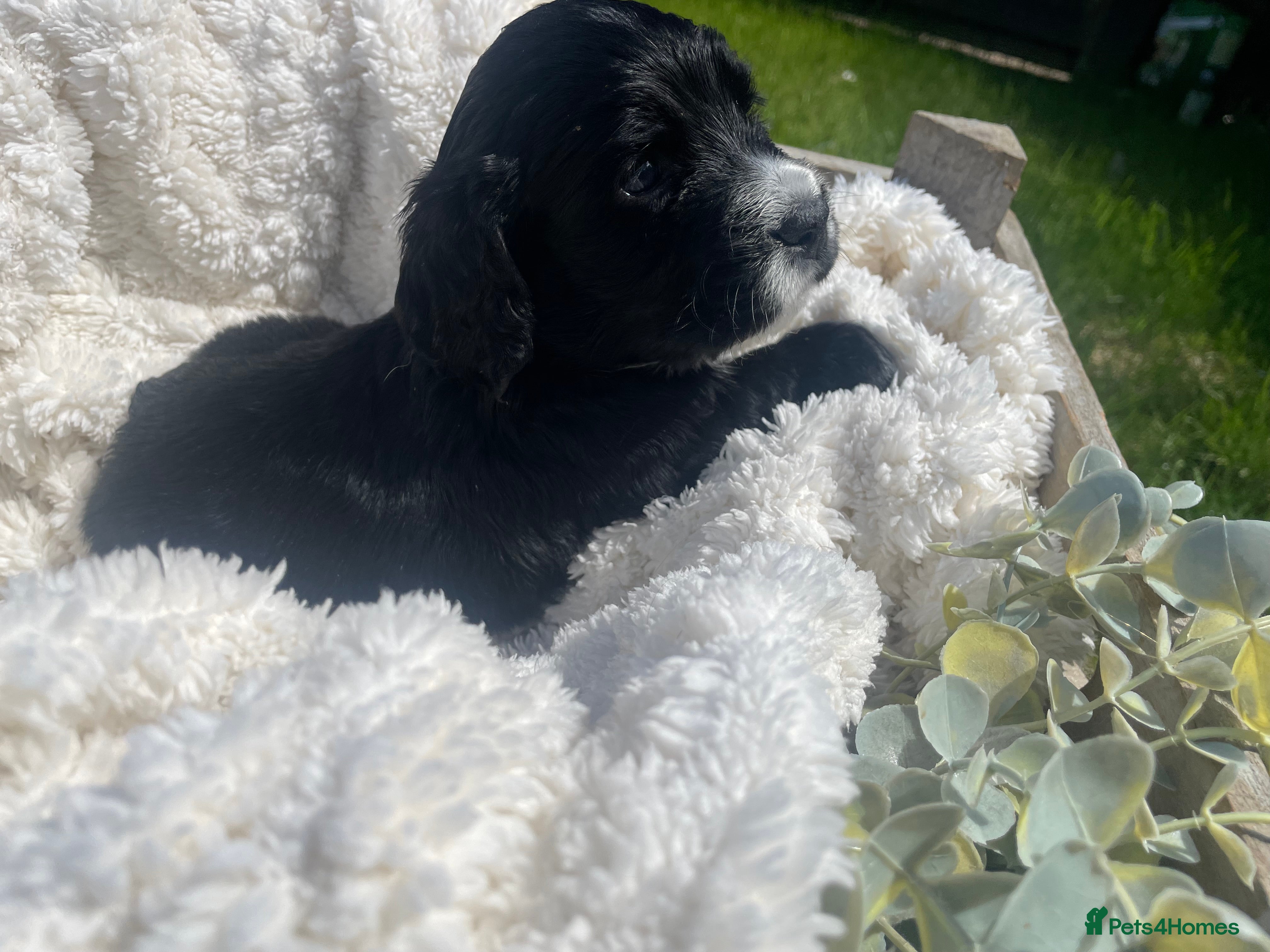 Cockapoo dogs for sale: Stunning F1b Cockapoo puppies - Advert 20