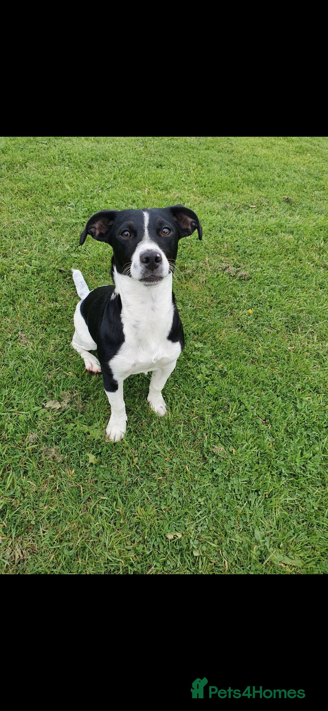 Mixed Breed dogs for sale: Cockerjack puppies READY NOW - Advert 2