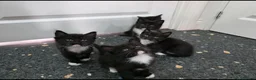 Mixed Breed cats for sale: Kittens for sale  in Reading - Advert 5