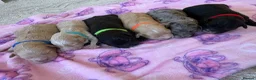 Mixed Breed dogs for sale: Ready to leave!!! - Advert 29