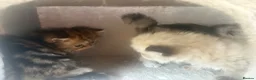Persian cats for sale: 3 Persian female kittens Delivery Available  - Advert 7