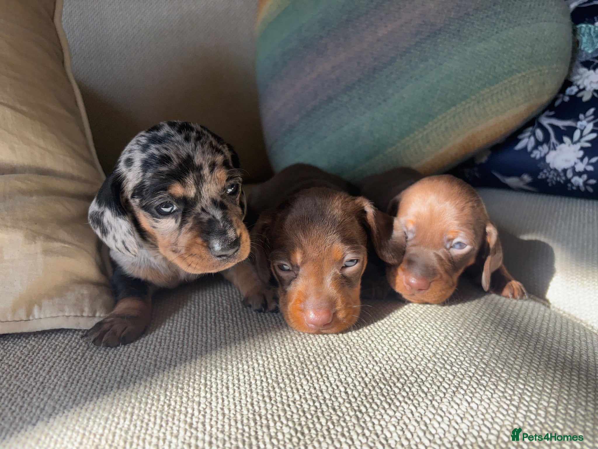 Miniature Dachshund dogs 3 left! Gorgeous Miniature Dachshund puppies - Advert 1