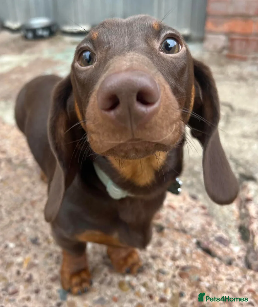 Dachshund dogs for sale: Male Dachshund  in Exeter - Advert 3