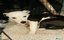Mixed Breed dogs for sale: 1 year old dog for sale  - Image 1