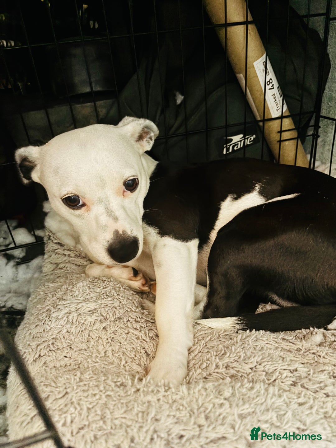 Mixed Breed dogs for sale: 1 year old dog for sale  - Image 1