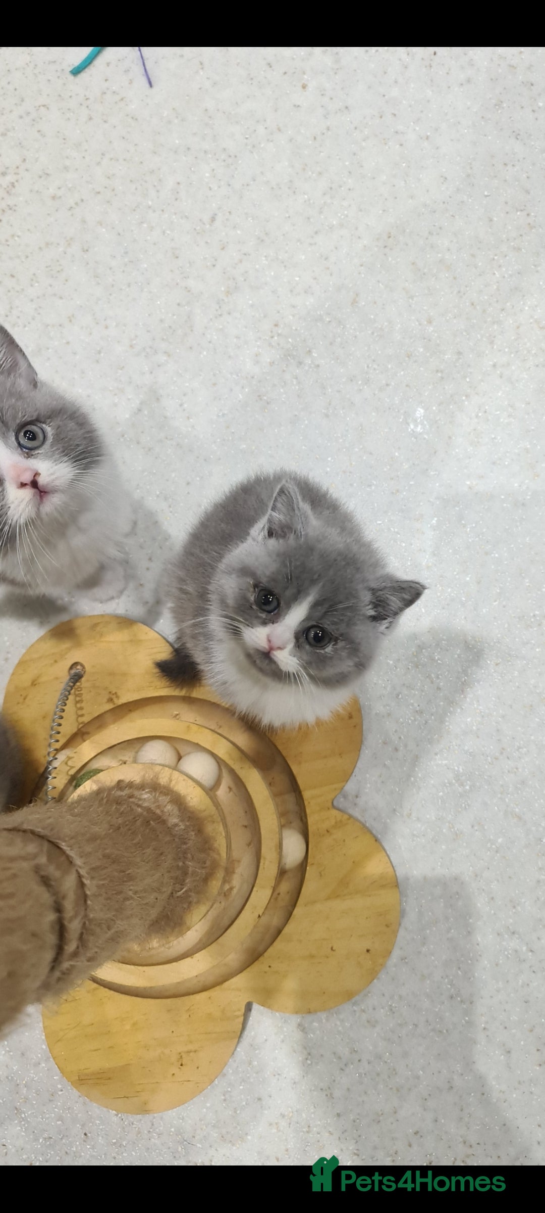 British Shorthair cats for sale: British Shorthair kittens  - Advert 4