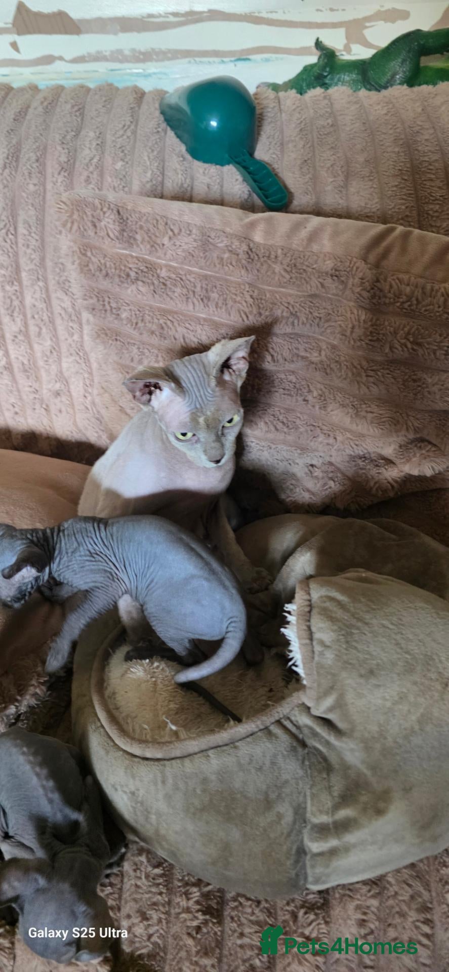 Sphynx cats Beutiful sphynx Kittens  - Advert 2