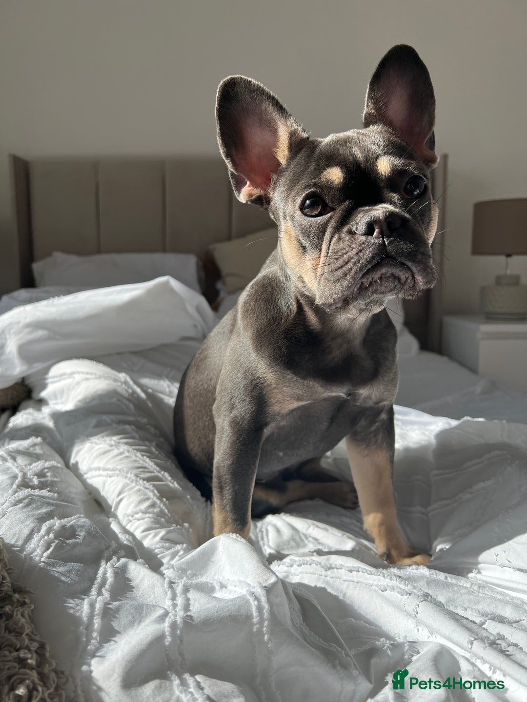 French Bulldog dogs for sale: 3 year old French bulldog  - Advert 1