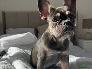 French Bulldog dogs 3 year old French bulldog - Advert 1