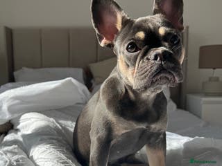 French Bulldog dogs 3 year old French bulldog - Advert 11