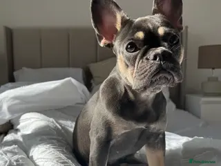 French Bulldog dogs 3 year old French bulldog - Advert 18