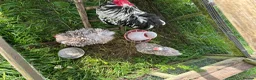 Chickens poultry for sale: PEKIN CHICKS - Advert 5