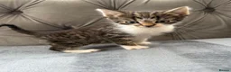 Mixed Breed cats for sale: Beautiful kittens  - Advert 3