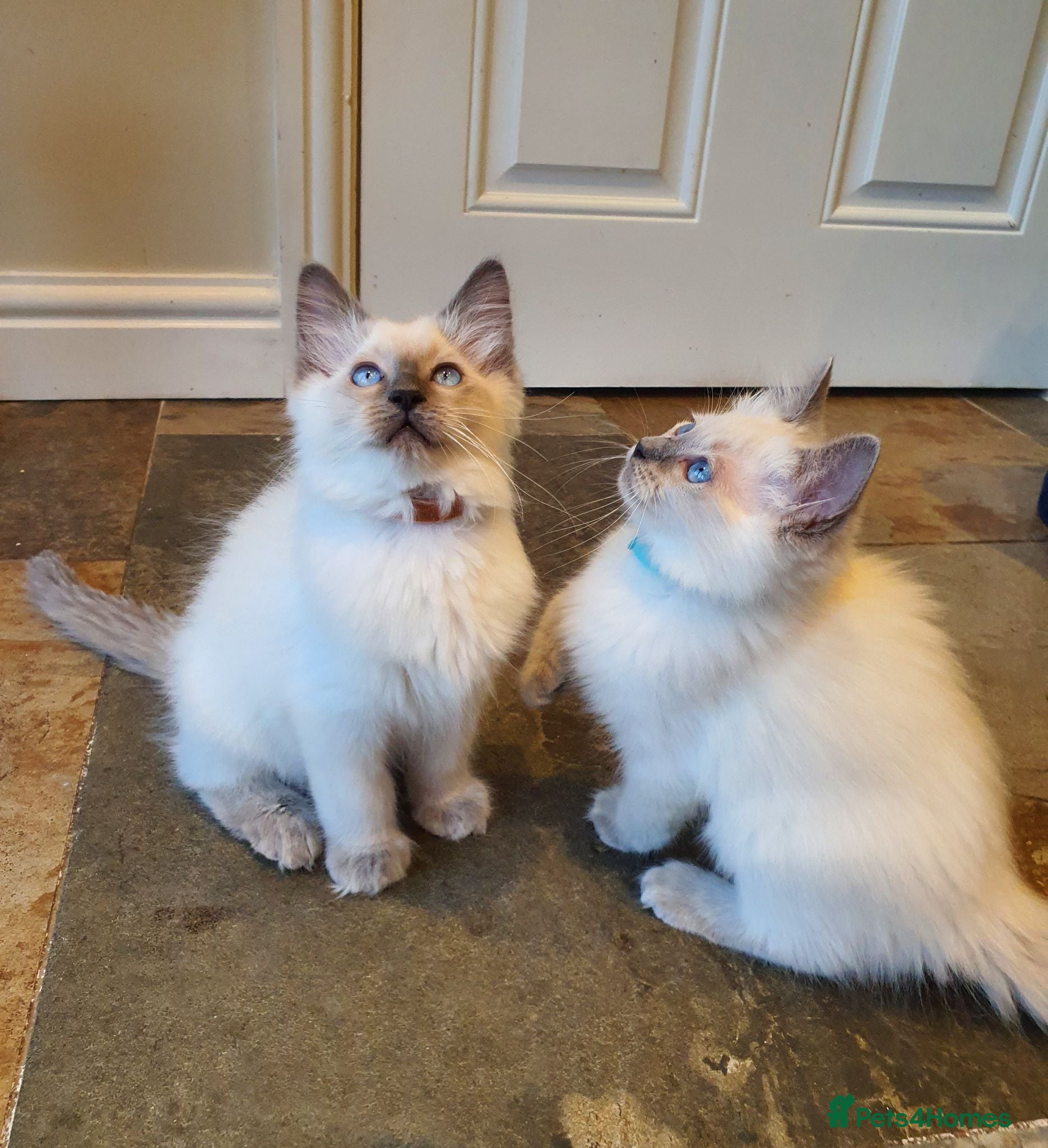 Ragdoll cats 💕Beautiful GCCF Registered Ragdoll Kittens. - Advert 2