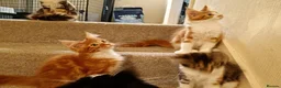 Maine Coon cats for sale: Stunning Maine Coon Kittens - Advert 22