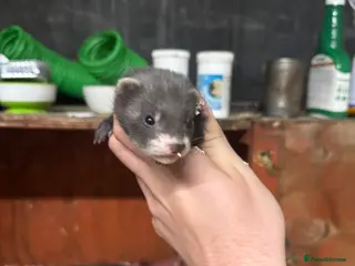 Ferret rodents FERRET KITS FOR SALE - Advert 1