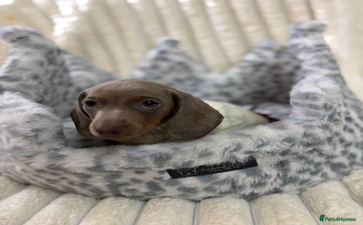 Miniature Dachshund dogs - Advert 7