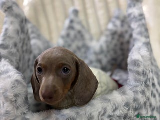 Miniature Dachshund dogs - Advert 21