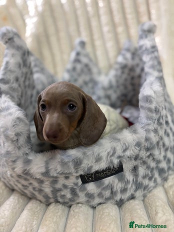 Miniature Dachshund dogs - Advert 1