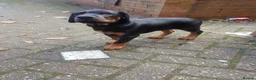 Dobermann dogs for stud: Proven Euro Doberman Stud in London - Advert 20
