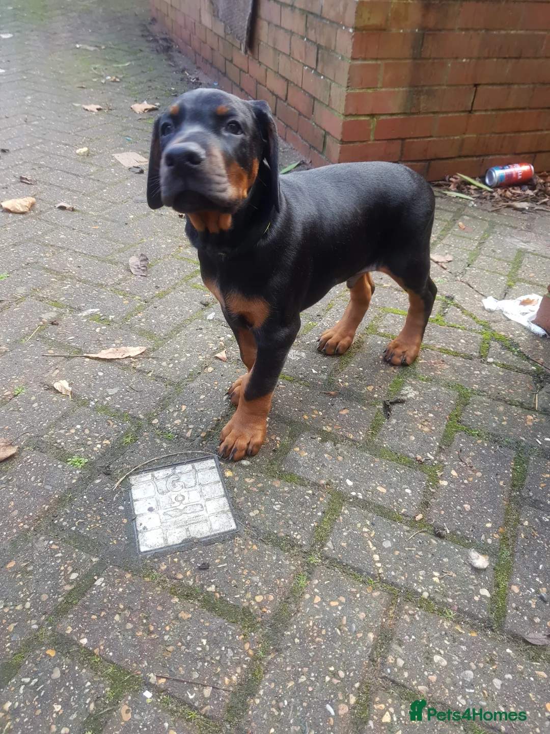 Dobermann dogs for stud: Proven Euro Doberman Stud in London - Advert 20