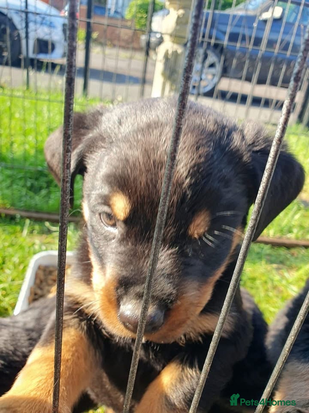 Rottweiler dogs for sale: Loving Rottweiler Puppies for Forever Homes - Advert 3