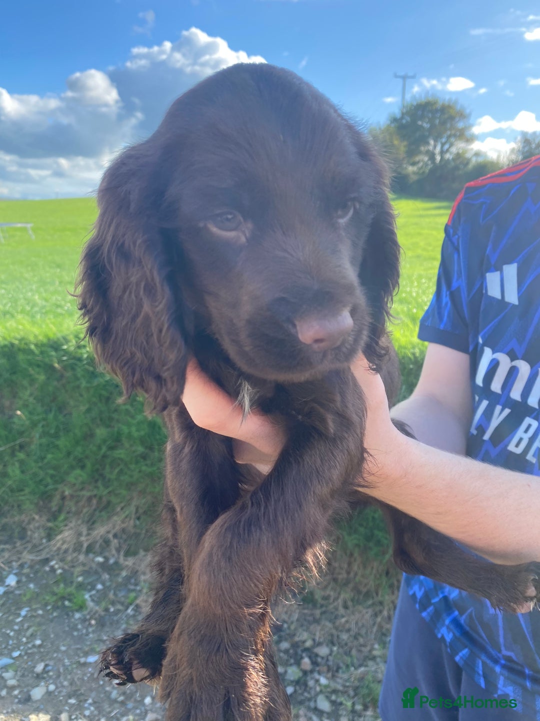Cocker Spaniel dogs for sale: Cocker spaniel  - Image 8