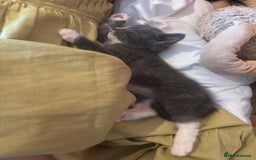 British Shorthair cats for sale: British shorthair x - Image 12
