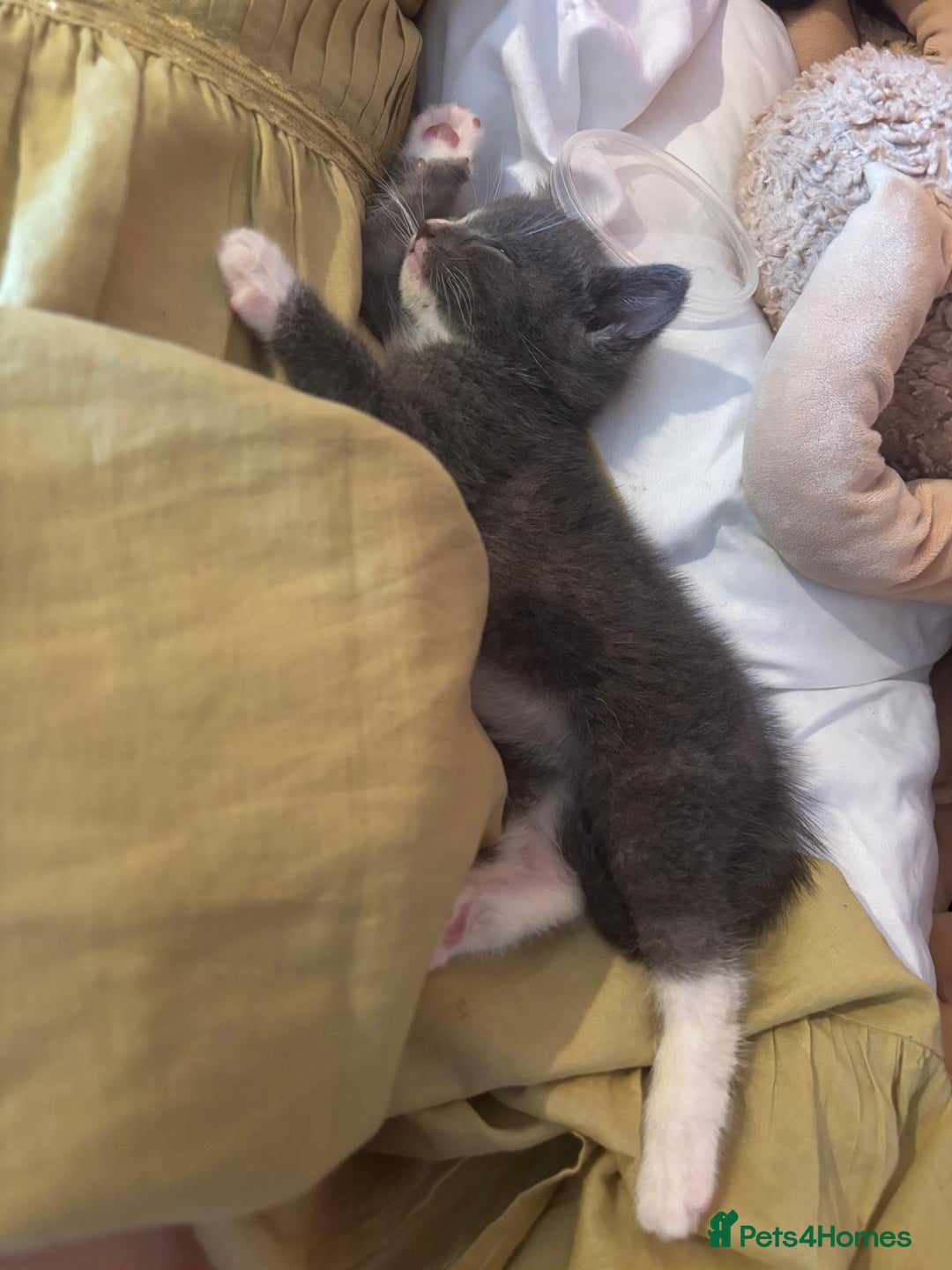 British Shorthair cats for sale: British shorthair x - Image 12