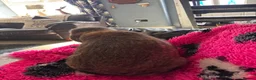 French Lop rabbits for sale: Giant French Lop - Advert 3