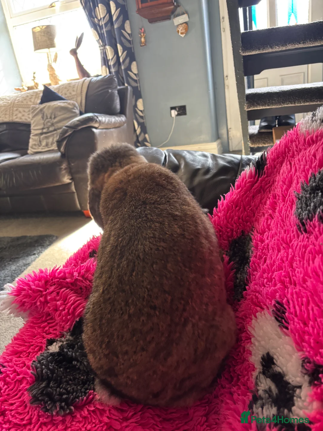 French Lop rabbits for sale: Giant French Lop - Advert 3