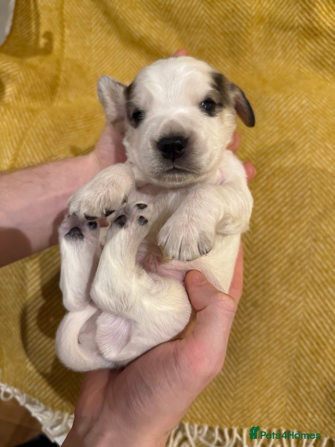 Cocker Spaniel dogs for sale: Stunning Show Cocker Spaniel litter  - Advert 6