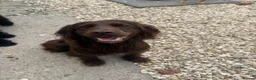 Cocker Spaniel dogs for sale: FTCH working cocker spaniel lines  - Advert 13
