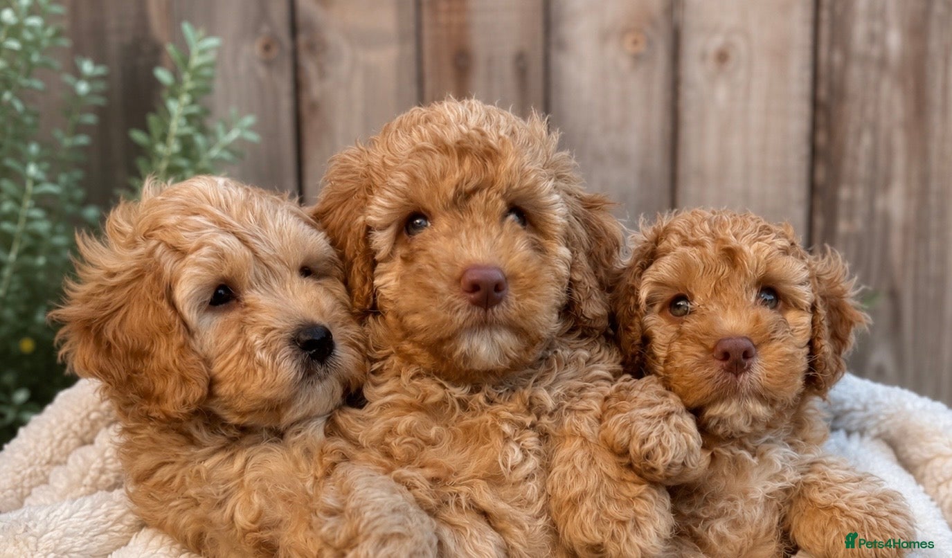 Labradoodle dogs 🐾 Health Tested F1B Mini Labradoodle Puppies 🐾 - Advert 1