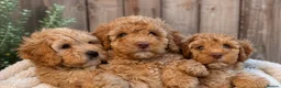 Labradoodle dogs for sale: 🐾 Health Tested F1B Mini Labradoodle Puppies 🐾 - Advert 2