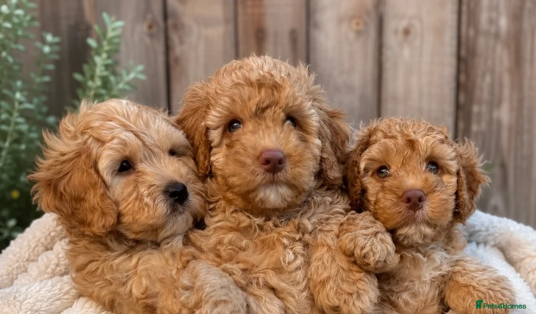 Labradoodle dogs for sale: 🐾 Health Tested F1B Mini Labradoodle Puppies 🐾 - Advert 2