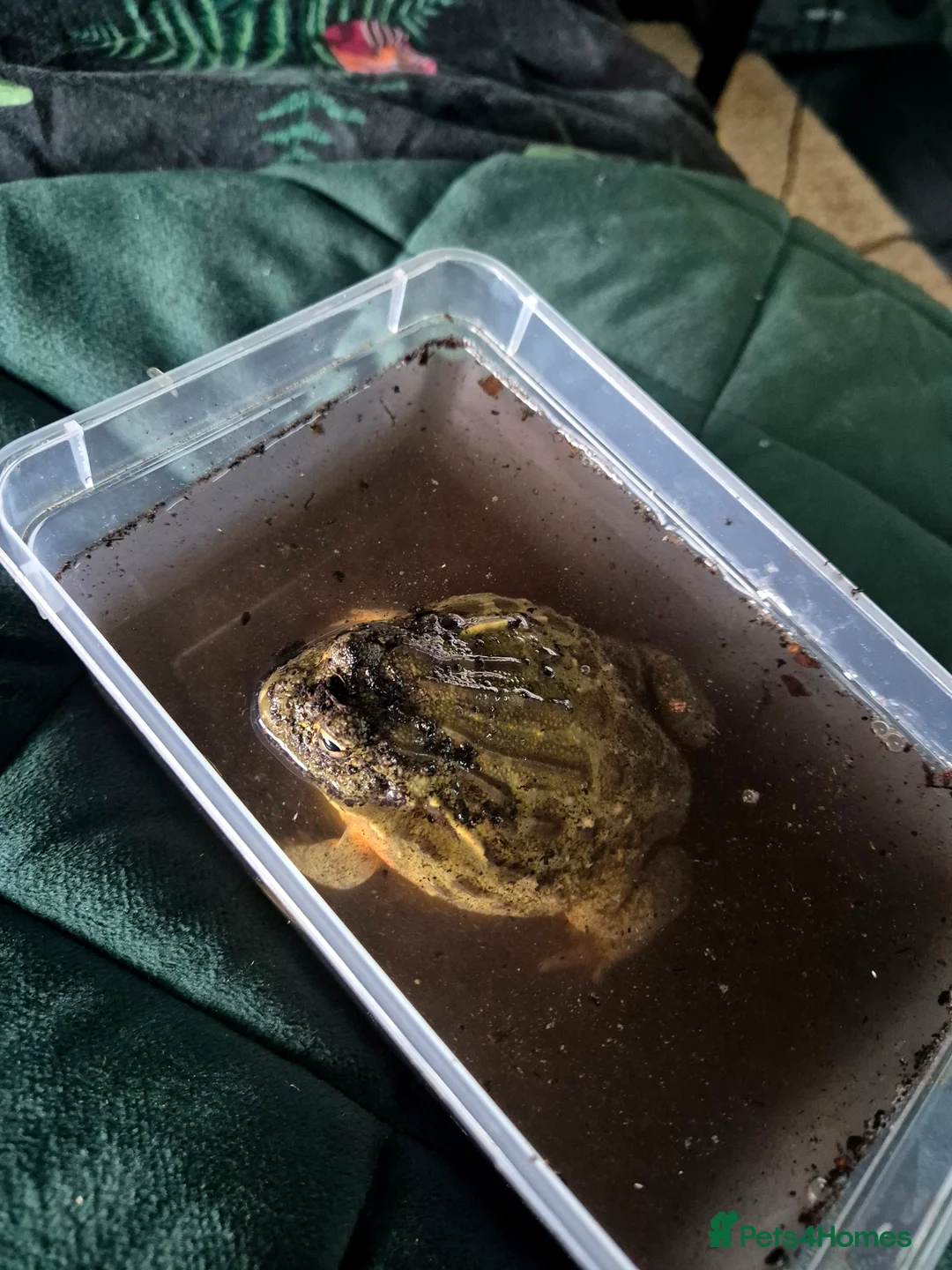 Frog reptiles for sale: 2 African Bullfrogs + 3ft Glass Vivarium + Thermo - Advert 4