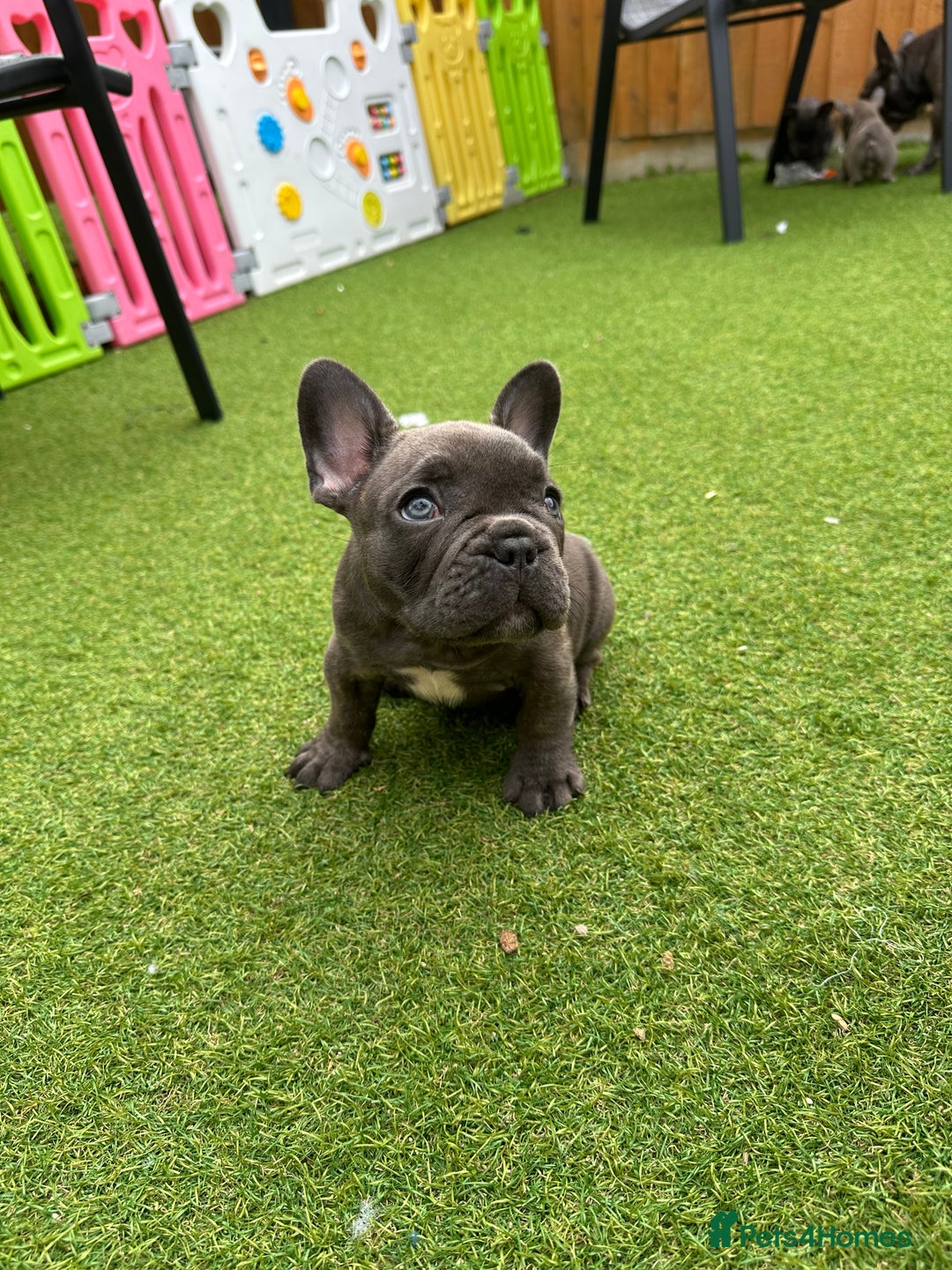 French Bulldog dogs for sale: Frenchies for sale <3 - Image 2