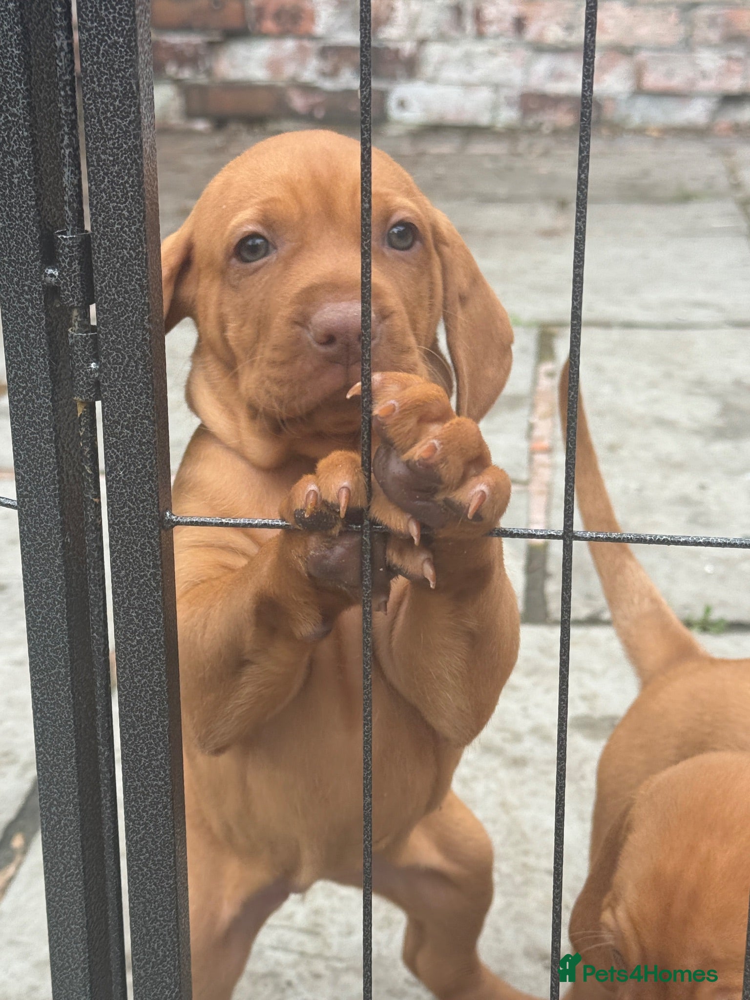 Hungarian Vizsla dogs Adorable Hungarian Vizsla Pups - Advert 2