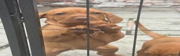Hungarian Vizsla dogs for sale: Ready Now KC Hungarian Vizsla Puppies - Advert 24