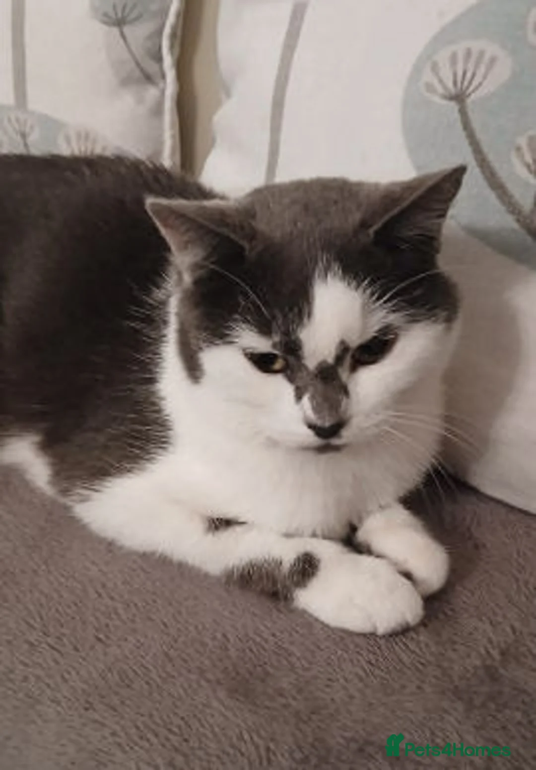 Mixed Breed cats for adoption: Judy. - Advert 10