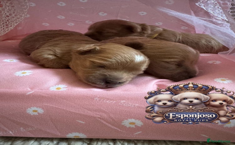 Maltipoo dogs - Advert 5